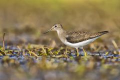 Solitary Sandpiper, Tringa solitaria