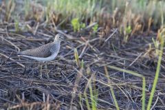 Solitary Sandpiper, Tringa solitaria