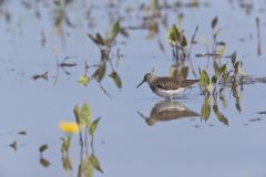 Solitary Sandpiper, Tringa solitaria