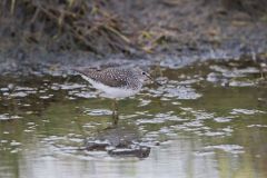 Solitary Sandpiper, Tringa solitaria