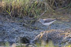 Solitary Sandpiper, Tringa solitaria