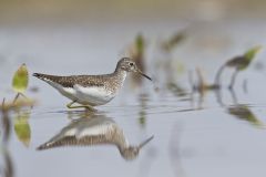 Solitary Sandpiper, Tringa solitaria