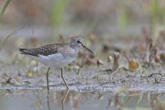 Solitary Sandpiper, Tringa solitaria