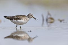 Solitary Sandpiper, Tringa solitaria