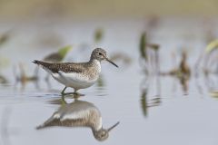 Solitary Sandpiper, Tringa solitaria