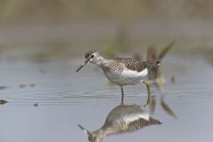 Solitary Sandpiper, Tringa solitaria