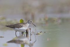 Solitary Sandpiper, Tringa solitaria