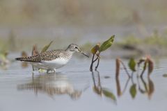 Solitary Sandpiper, Tringa solitaria