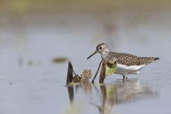 Solitary Sandpiper, Tringa solitaria