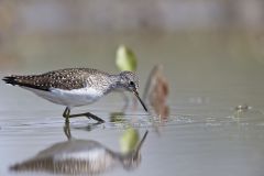 Solitary Sandpiper, Tringa solitaria