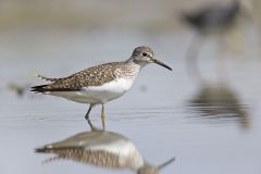 Solitary Sandpiper, Tringa solitaria