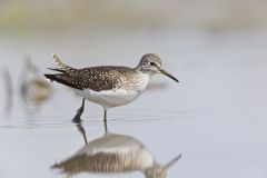 Solitary Sandpiper, Tringa solitaria