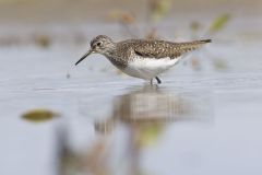 Solitary Sandpiper, Tringa solitaria