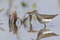 Solitary Sandpiper, Tringa solitaria