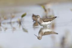 Solitary Sandpiper, Tringa solitaria