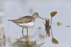 Solitary Sandpiper, Tringa solitaria