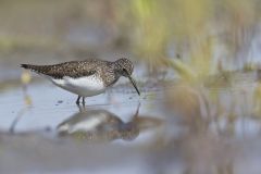 Solitary Sandpiper, Tringa solitaria