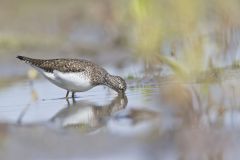 Solitary Sandpiper, Tringa solitaria