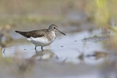 Solitary Sandpiper, Tringa solitaria