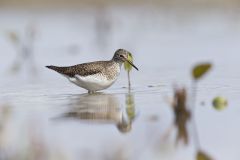 Solitary Sandpiper, Tringa solitaria