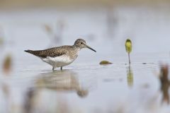 Solitary Sandpiper, Tringa solitaria