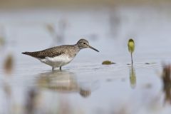 Solitary Sandpiper, Tringa solitaria