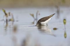 Solitary Sandpiper, Tringa solitaria