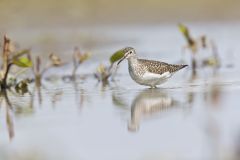 Solitary Sandpiper, Tringa solitaria