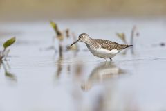 Solitary Sandpiper, Tringa solitaria