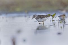 Solitary Sandpiper, Tringa solitaria