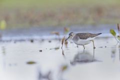 Solitary Sandpiper, Tringa solitaria