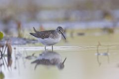 Solitary Sandpiper, Tringa solitaria