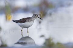 Solitary Sandpiper, Tringa solitaria