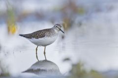 Solitary Sandpiper, Tringa solitaria