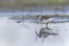 Solitary Sandpiper, Tringa solitaria