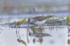 Solitary Sandpiper, Tringa solitaria