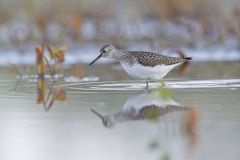 Solitary Sandpiper, Tringa solitaria