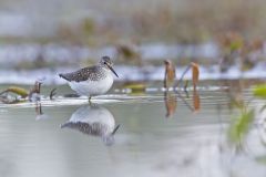 Solitary Sandpiper, Tringa solitaria