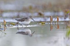 Solitary Sandpiper, Tringa solitaria