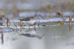 Solitary Sandpiper, Tringa solitaria