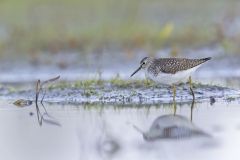 Solitary Sandpiper, Tringa solitaria