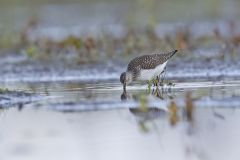 Solitary Sandpiper, Tringa solitaria