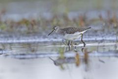 Solitary Sandpiper, Tringa solitaria