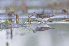 Solitary Sandpiper, Tringa solitaria