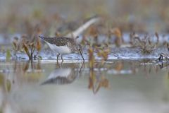 Solitary Sandpiper, Tringa solitaria