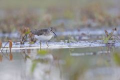 Solitary Sandpiper, Tringa solitaria