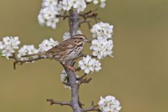 Song Sparrow, Melospiza melodia