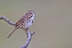 Song Sparrow, Melospiza melodia