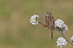 Song Sparrow, Melospiza melodia