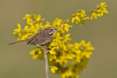 Song Sparrow, Melospiza melodia